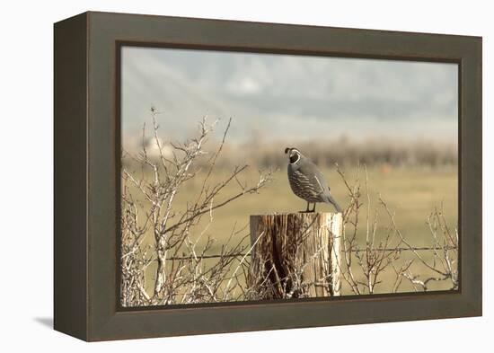 A California Quail on a Fence Post in the Carson Valley of Nevada-John Alves-Framed Premier Image Canvas