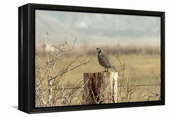 A California Quail on a Fence Post in the Carson Valley of Nevada-John Alves-Framed Premier Image Canvas