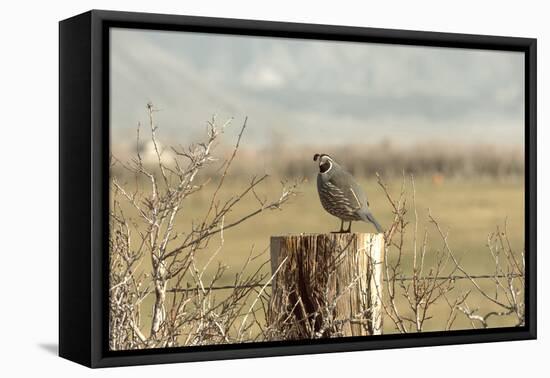 A California Quail on a Fence Post in the Carson Valley of Nevada-John Alves-Framed Premier Image Canvas