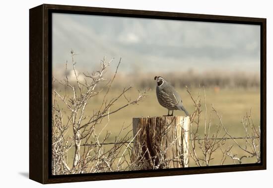 A California Quail on a Fence Post in the Carson Valley of Nevada-John Alves-Framed Premier Image Canvas