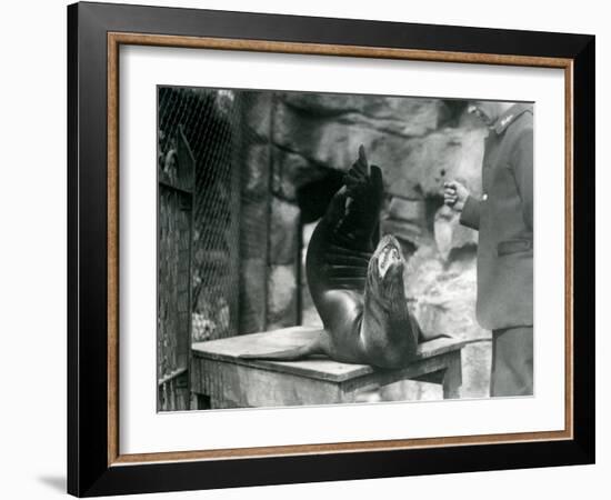 A Californian Sealion Performs for its Keeper at London Zoo, July 1921-Frederick William Bond-Framed Photographic Print