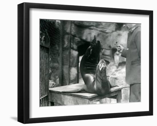 A Californian Sealion Performs for its Keeper at London Zoo, July 1921-Frederick William Bond-Framed Photographic Print