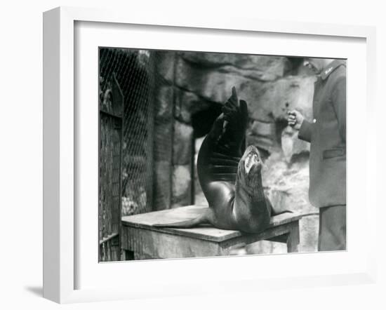 A Californian Sealion Performs for its Keeper at London Zoo, July 1921-Frederick William Bond-Framed Photographic Print