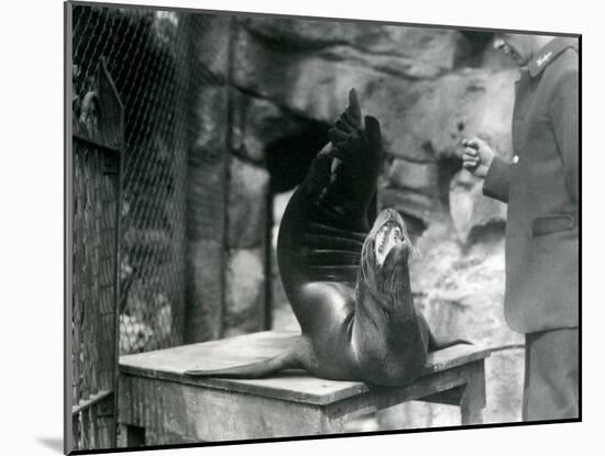 A Californian Sealion Performs for its Keeper at London Zoo, July 1921-Frederick William Bond-Mounted Photographic Print