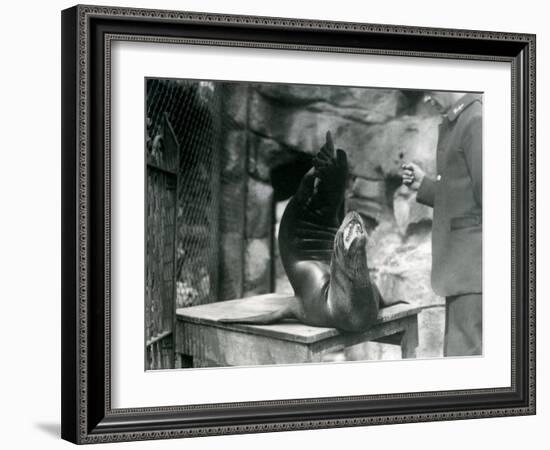 A Californian Sealion Performs for its Keeper at London Zoo, July 1921-Frederick William Bond-Framed Photographic Print