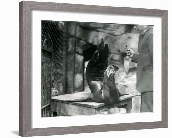 A Californian Sealion Performs for its Keeper at London Zoo, July 1921-Frederick William Bond-Framed Photographic Print