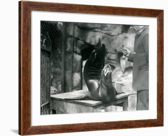 A Californian Sealion Performs for its Keeper at London Zoo, July 1921-Frederick William Bond-Framed Photographic Print