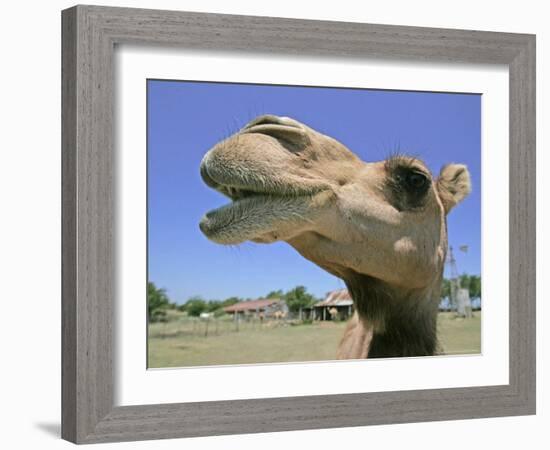 A Camel from Doug Baum's Herd is Shown in Valley Mills, Texas, Thursday, July 13, 2006-L.m. Otero-Framed Photographic Print