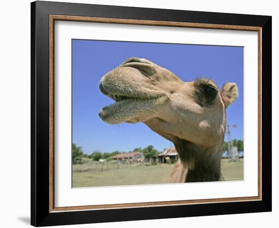 A Camel from Doug Baum's Herd is Shown in Valley Mills, Texas, Thursday, July 13, 2006-L.m. Otero-Framed Photographic Print