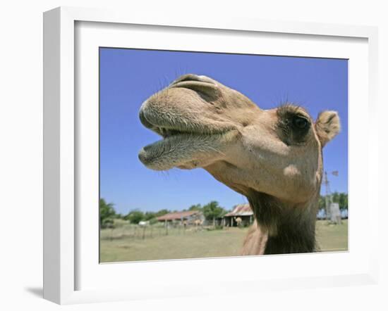 A Camel from Doug Baum's Herd is Shown in Valley Mills, Texas, Thursday, July 13, 2006-L.m. Otero-Framed Photographic Print