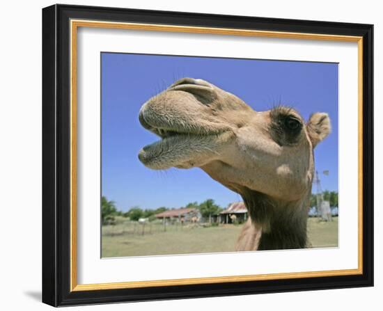 A Camel from Doug Baum's Herd is Shown in Valley Mills, Texas, Thursday, July 13, 2006-L.m. Otero-Framed Photographic Print