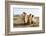 A camel in Khogno Khan National Park, Mongolia, Central Asia-Julian Elliott-Framed Photographic Print