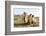 A camel in Khogno Khan National Park, Mongolia, Central Asia-Julian Elliott-Framed Photographic Print