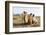 A camel in Khogno Khan National Park, Mongolia, Central Asia-Julian Elliott-Framed Photographic Print