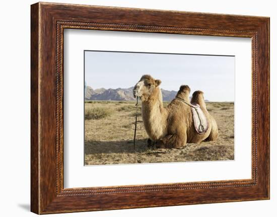 A camel in Khogno Khan National Park, Mongolia, Central Asia-Julian Elliott-Framed Photographic Print