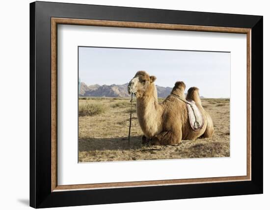 A camel in Khogno Khan National Park, Mongolia, Central Asia-Julian Elliott-Framed Photographic Print