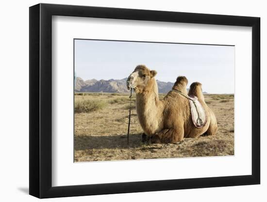 A camel in Khogno Khan National Park, Mongolia, Central Asia-Julian Elliott-Framed Photographic Print