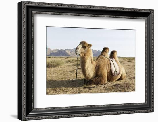 A camel in Khogno Khan National Park, Mongolia, Central Asia-Julian Elliott-Framed Photographic Print