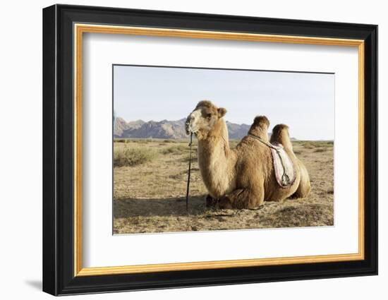 A camel in Khogno Khan National Park, Mongolia, Central Asia-Julian Elliott-Framed Photographic Print