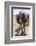 A Camel Just Outside of Marrakesh, Morocco, North Africa, Africa-Charlie Harding-Framed Photographic Print