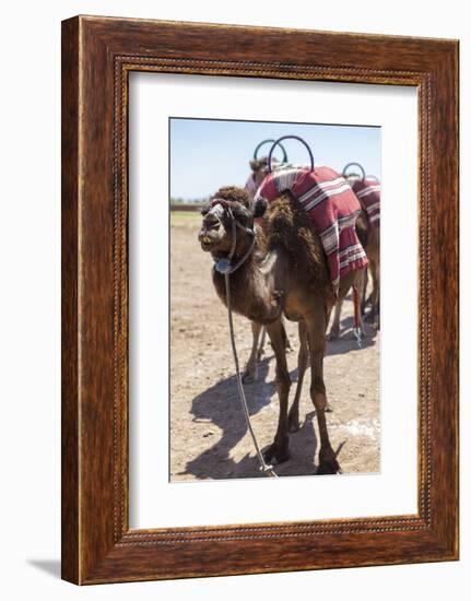 A Camel Just Outside of Marrakesh, Morocco, North Africa, Africa-Charlie Harding-Framed Photographic Print