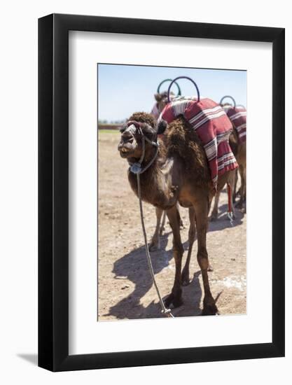 A Camel Just Outside of Marrakesh, Morocco, North Africa, Africa-Charlie Harding-Framed Photographic Print