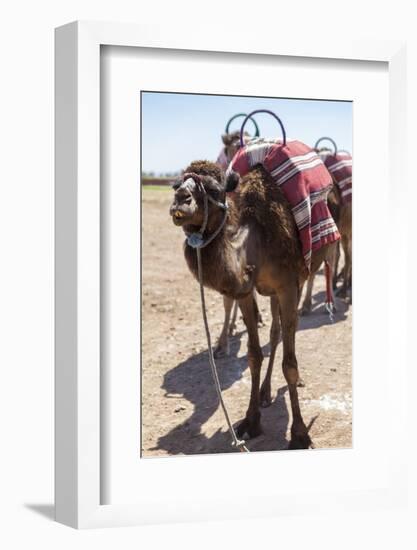 A Camel Just Outside of Marrakesh, Morocco, North Africa, Africa-Charlie Harding-Framed Photographic Print