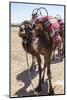 A Camel Just Outside of Marrakesh, Morocco, North Africa, Africa-Charlie Harding-Mounted Photographic Print