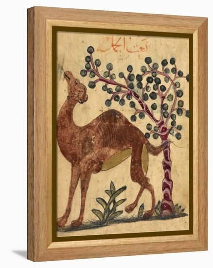 A Camel Passing a Tree-Aristotle ibn Bakhtishu-Framed Premier Image Canvas