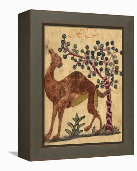 A Camel Passing a Tree-Aristotle ibn Bakhtishu-Framed Premier Image Canvas