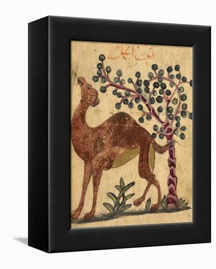 A Camel Passing a Tree-Aristotle ibn Bakhtishu-Framed Premier Image Canvas