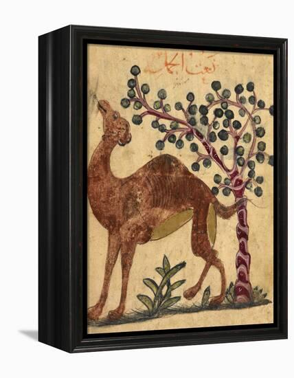 A Camel Passing a Tree-Aristotle ibn Bakhtishu-Framed Premier Image Canvas