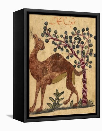 A Camel Passing a Tree-Aristotle ibn Bakhtishu-Framed Premier Image Canvas