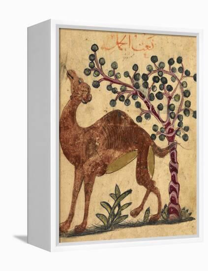 A Camel Passing a Tree-Aristotle ibn Bakhtishu-Framed Premier Image Canvas