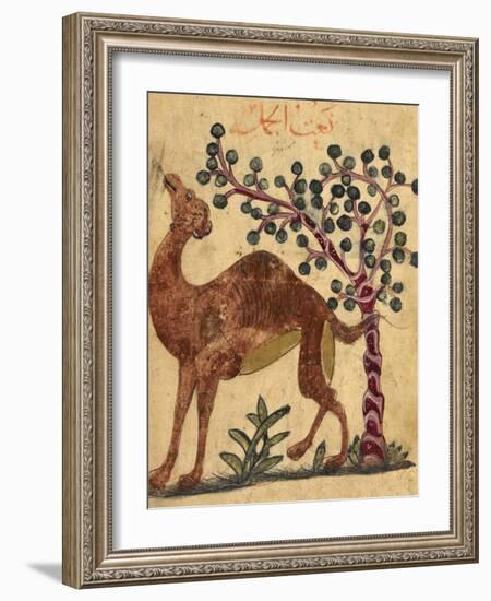 A Camel Passing a Tree-Aristotle ibn Bakhtishu-Framed Giclee Print