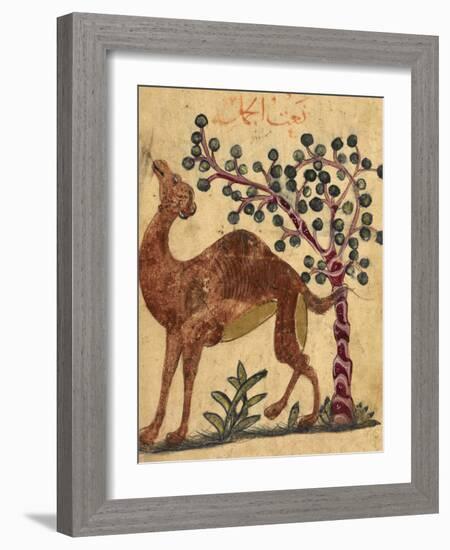 A Camel Passing a Tree-Aristotle ibn Bakhtishu-Framed Giclee Print