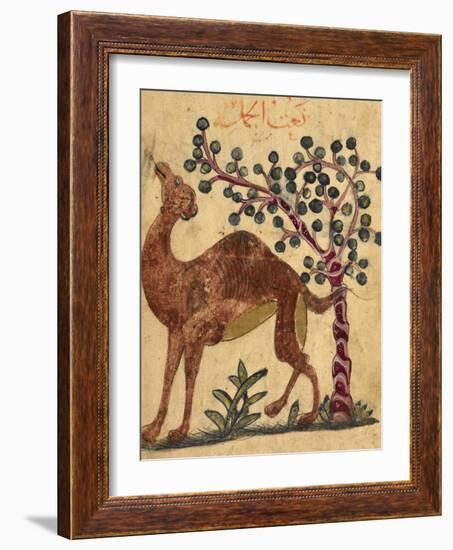 A Camel Passing a Tree-Aristotle ibn Bakhtishu-Framed Giclee Print