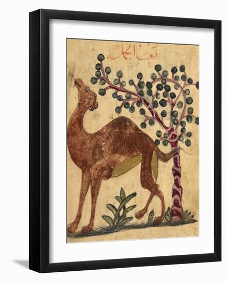 A Camel Passing a Tree-Aristotle ibn Bakhtishu-Framed Giclee Print