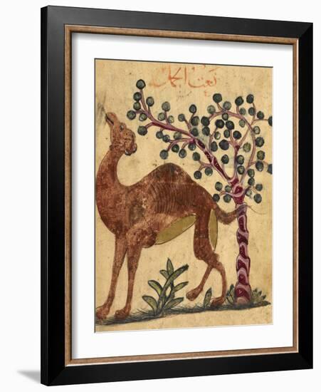 A Camel Passing a Tree-Aristotle ibn Bakhtishu-Framed Giclee Print