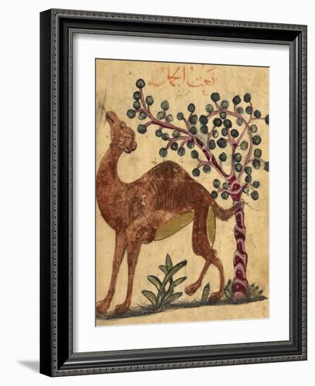 A Camel Passing a Tree-Aristotle ibn Bakhtishu-Framed Giclee Print