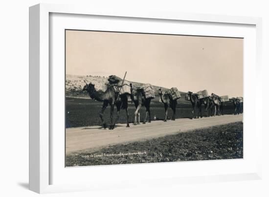 A Camel Train Bound for Damascus, 1936-null-Framed Photographic Print