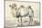 A Camel-Cornelis Saftleven-Mounted Giclee Print