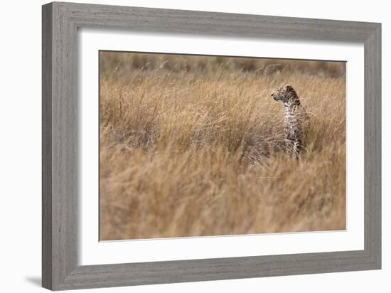 A Camouflaged Female Leopard Stalks Her Prey In High Grass-Karine Aigner-Framed Photographic Print