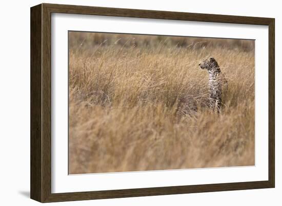 A Camouflaged Female Leopard Stalks Her Prey In High Grass-Karine Aigner-Framed Photographic Print