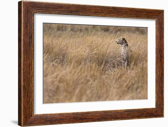 A Camouflaged Female Leopard Stalks Her Prey In High Grass-Karine Aigner-Framed Photographic Print