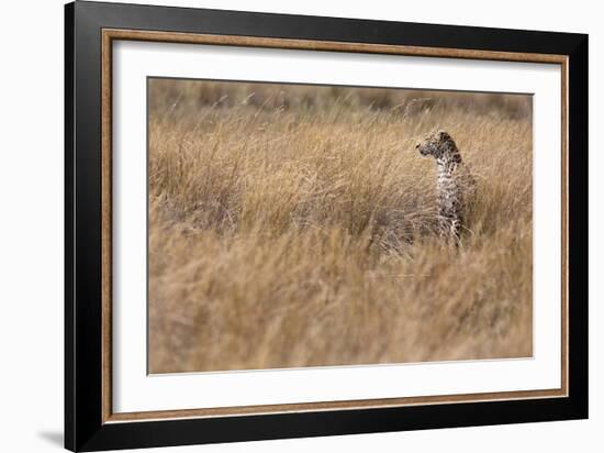 A Camouflaged Female Leopard Stalks Her Prey In High Grass-Karine Aigner-Framed Photographic Print