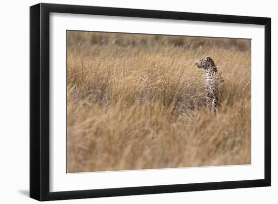 A Camouflaged Female Leopard Stalks Her Prey In High Grass-Karine Aigner-Framed Photographic Print