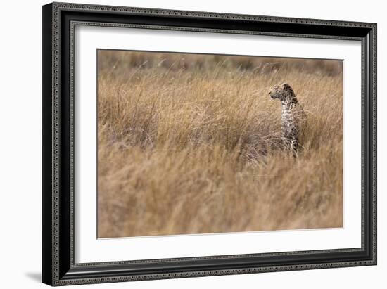 A Camouflaged Female Leopard Stalks Her Prey In High Grass-Karine Aigner-Framed Photographic Print