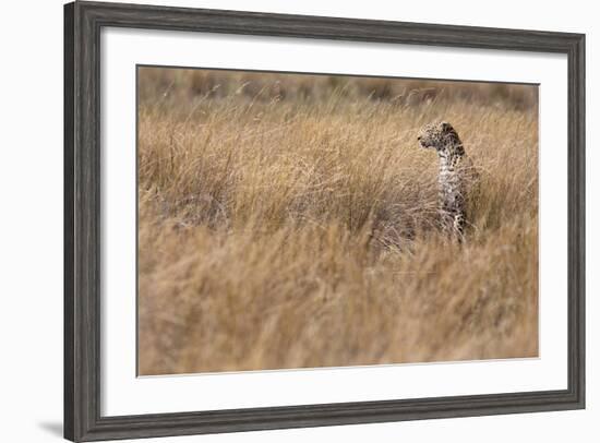 A Camouflaged Female Leopard Stalks Her Prey In High Grass-Karine Aigner-Framed Photographic Print