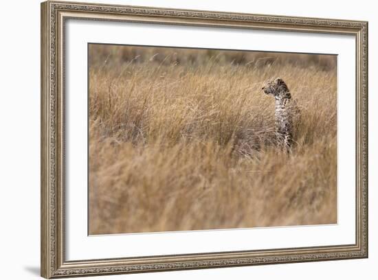 A Camouflaged Female Leopard Stalks Her Prey In High Grass-Karine Aigner-Framed Photographic Print